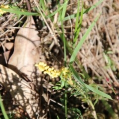 Lomandra obliqua (Twisted Matrush) at Moruya, NSW - 15 Nov 2020 by LisaH