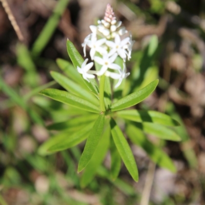 Stackhousia monogyna (Creamy Candles) at Broulee Moruya Nature Observation Area - 14 Nov 2020 by LisaH