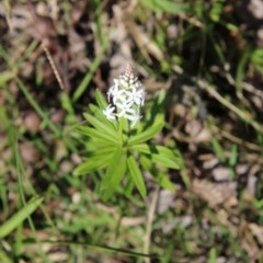 Stackhousia monogyna at Moruya, NSW - suppressed