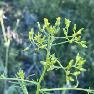 Senecio hispidulus at Googong, NSW - 16 Nov 2020