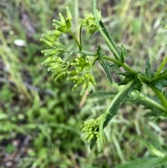 Senecio hispidulus (Hill Fireweed) at Wandiyali-Environa Conservation Area - 16 Nov 2020 by Wandiyali