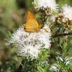 Unidentified Skipper (Hesperiidae) at Moruya, NSW - 14 Nov 2020 by LisaH