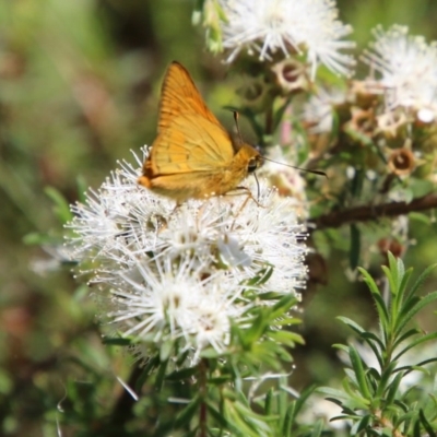 Cephrenes augiades at Moruya, NSW - 14 Nov 2020 by LisaH