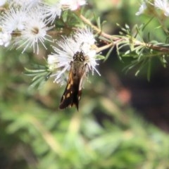 Unidentified Skipper (Hesperiidae) at Moruya, NSW - 14 Nov 2020 by LisaH