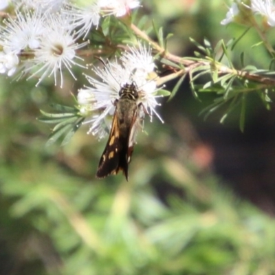 Unidentified Skipper (Hesperiidae) at Broulee Moruya Nature Observation Area - 14 Nov 2020 by LisaH