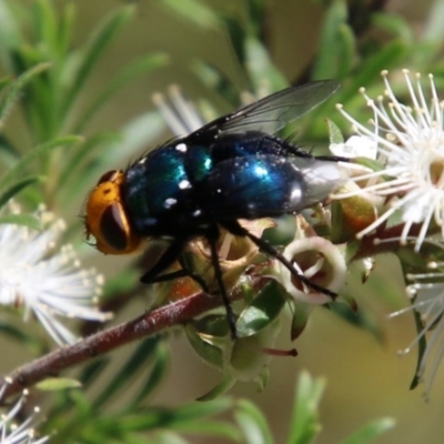 Amenia sp. (genus) (Yellow-headed Blowfly) at Broulee Moruya Nature Observation Area - 14 Nov 2020 by LisaH