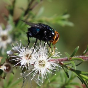 Amenia sp. (genus) at Moruya, NSW - 15 Nov 2020