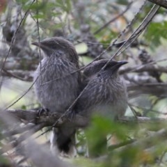 Anthochaera chrysoptera (Little Wattlebird) at Broulee Moruya Nature Observation Area - 15 Nov 2020 by LisaH