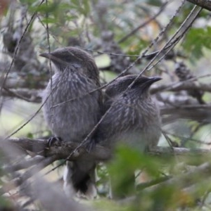 Anthochaera chrysoptera at Moruya, NSW - suppressed