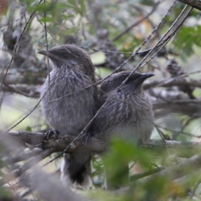 Anthochaera chrysoptera (Little Wattlebird) at Broulee Moruya Nature Observation Area - 14 Nov 2020 by LisaH