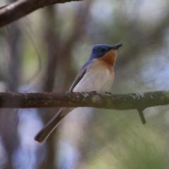 Myiagra rubecula (Leaden Flycatcher) at Broulee Moruya Nature Observation Area - 14 Nov 2020 by LisaH