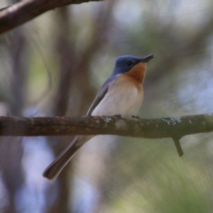 Myiagra rubecula at Moruya, NSW - 15 Nov 2020