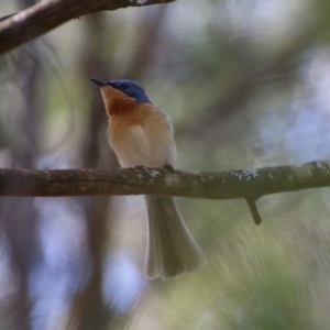 Myiagra rubecula at Moruya, NSW - 15 Nov 2020