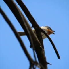 Myiagra rubecula at Moruya, NSW - 15 Nov 2020