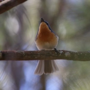 Myiagra rubecula at Moruya, NSW - 15 Nov 2020