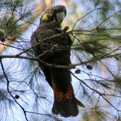 Calyptorhynchus lathami lathami (Glossy Black-Cockatoo) at Broulee Moruya Nature Observation Area - 14 Nov 2020 by LisaH