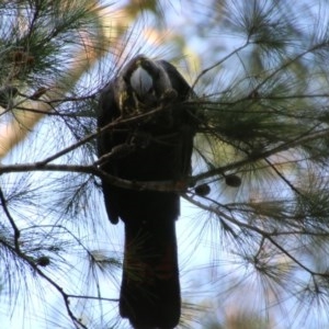 Calyptorhynchus lathami lathami at Moruya, NSW - suppressed