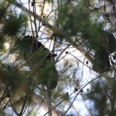 Calyptorhynchus lathami lathami at Moruya, NSW - suppressed