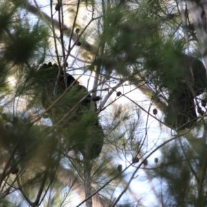 Calyptorhynchus lathami lathami at Moruya, NSW - suppressed