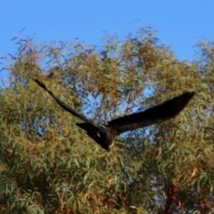 Calyptorhynchus lathami lathami at Moruya, NSW - suppressed