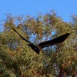 Calyptorhynchus lathami at Moruya, NSW - 15 Nov 2020