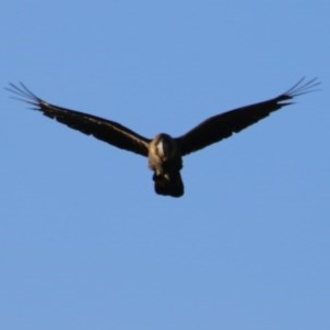 Calyptorhynchus lathami lathami at Moruya, NSW - suppressed