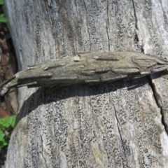 Metura elongatus (Saunders' case moth) at Cotter River, ACT - 15 Nov 2020 by Christine