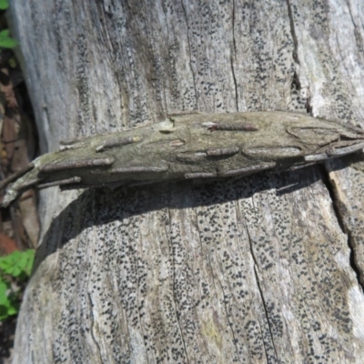 Metura elongatus (Saunders' case moth) at Cotter River, ACT - 15 Nov 2020 by Christine