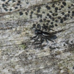 Jotus sp. (genus) (Unidentified Jotus Jumping Spider) at Cotter River, ACT - 15 Nov 2020 by Christine