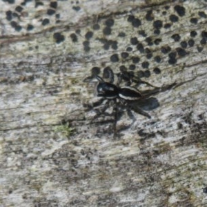 Jotus sp. (genus) at Cotter River, ACT - 15 Nov 2020 09:45 AM