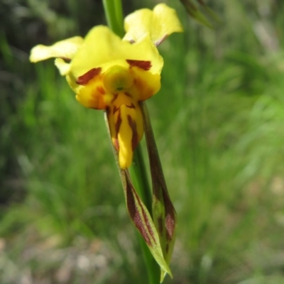 Diuris sulphurea (Tiger Orchid) at Lower Cotter Catchment - 14 Nov 2020 by Christine