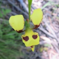 Diuris sulphurea at Cotter River, ACT - suppressed