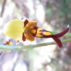 Diuris sulphurea at Cotter River, ACT - suppressed