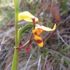 Diuris sulphurea at Cotter River, ACT - suppressed