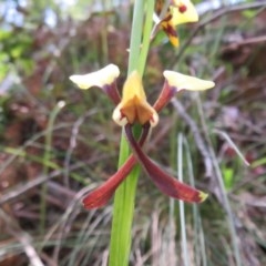 Diuris sulphurea at Cotter River, ACT - 15 Nov 2020