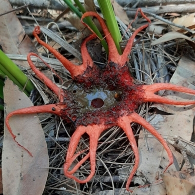 Aseroe rubra (Anemone Stinkhorn) at Tura Beach, NSW - 17 Nov 2020 by peterharris