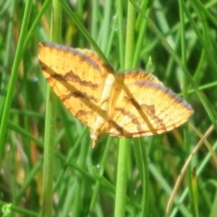 Chrysolarentia correlata (Yellow Carpet) at Cotter River, ACT - 14 Nov 2020 by Christine