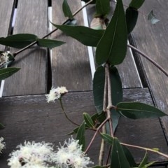 Angophora sp. (Angophora species) at Buckenbowra State Forest - 16 Nov 2020 by nickhopkins