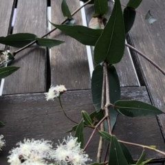Unidentified Gum Tree (TBC) at Buckenbowra, NSW - 16 Nov 2020 by nickhopkins