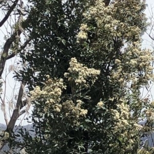 Angophora sp. at Buckenbowra State Forest - 16 Nov 2020 12:04 PM