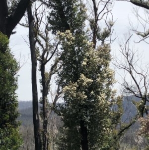 Angophora sp. at Buckenbowra State Forest - 16 Nov 2020 12:04 PM
