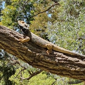 Pogona barbata at Acton, ACT - suppressed