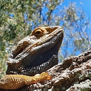 Pogona barbata at Acton, ACT - suppressed