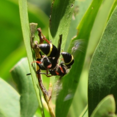 Eumeninae (subfamily) (Unidentified Potter wasp) at Cotter River, ACT - 14 Nov 2020 by Christine