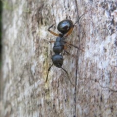 Polyrhachis femorata (A spiny ant) at Lower Cotter Catchment - 14 Nov 2020 by Christine