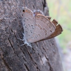 Acrodipsas myrmecophila (Small Ant-blue Butterfly) at Symonston, ACT by Christine