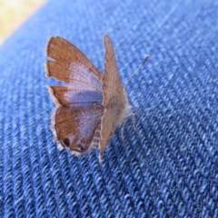 Acrodipsas myrmecophila at suppressed - suppressed