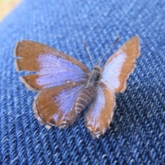 Acrodipsas myrmecophila at suppressed - 16 Nov 2020