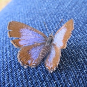 Acrodipsas myrmecophila at suppressed - suppressed