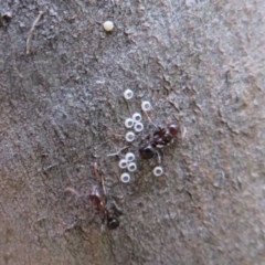 Acrodipsas myrmecophila at suppressed - suppressed